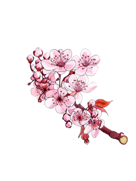 Sakura Cherry Blossom Cologne | Jo Malone London | United States E